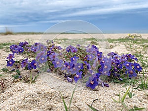Blue shrubby pimpernel flowers on sand dunes on beach