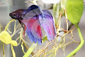 Blue siamese fighting fish