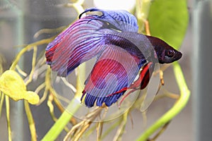 Blue siamese fighting fish