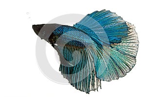 Blue Siamese fighting fish