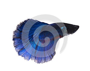 blue siamese fighting fish, betta fish isolated on white background.
