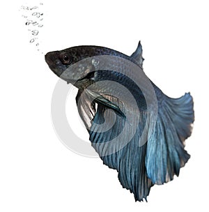 Blue Siamese fighting fish, Betta Splendens