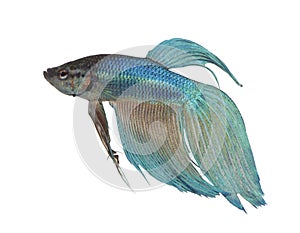 Blue Siamese fighting fish - Betta Splendens