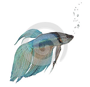 Blue Siamese fighting fish - Betta Splendens