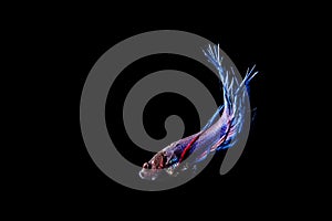 Blue Siamese fighting fish (Betta splendens) isolated on black.