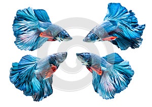 Blue siamese fighting fish, betta splendens isolated