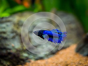 Blue siamese fighting fish Betta splendens on a fish tank