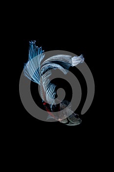 Blue siamese fighting fish isolated on black background. Betta f