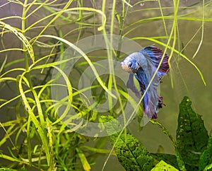 Blue Siamese Fighting Fish, Rosetail Halfmoon Aquarium Pet, Blue Red Betta Splendens