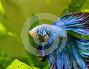 Blue Siamese Fighting Fish, Rosetail Halfmoon Aquarium Pet, Blue Red Betta Splendens