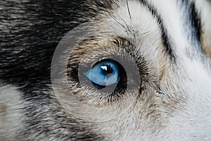 Blue Siberian Husky Eye