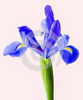 Blue Siberian iris against white background