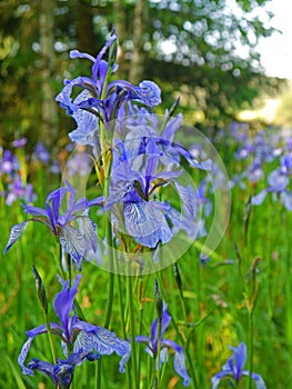 Blue Siberian iris, Iris sibirica