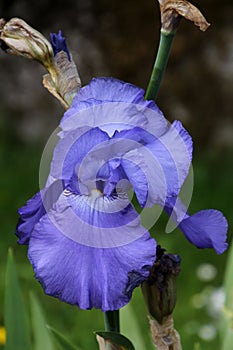 Blue Siberian iris- Iris sibirica in close-up