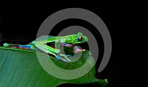 Blue sided leaf frog