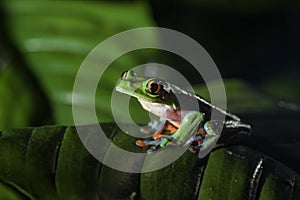 Blue-sided Tree-frog - Agalychnis annae