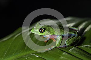 Blue-sided Tree-frog - Agalychnis annae