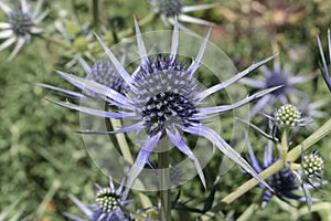 Blue-silver `Mediterranean Sea Holly` plant - Eryngium Bourgatii