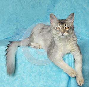 Blue silver somali