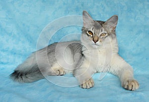 Blue silver somali cat