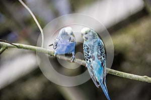 singing parakeets sit