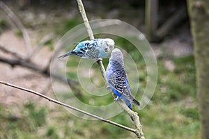 Singing parakeets sit
