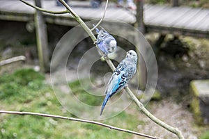 Singing parakeets sit
