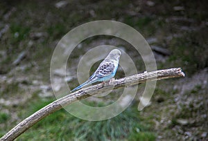 Singing parakeets sit