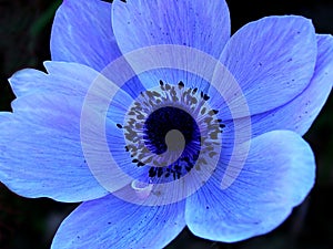 Modrý jediný kvetina makro 