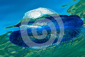 Blue siphonophore fish swimming in the sea
