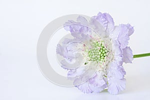 Blue skabiosa flower.