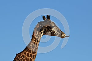 Blue Skies Around a Giraffe with His Tongue Out