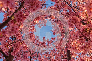 Blue Skies and Cherry Blossoms