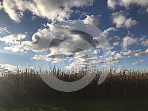 Blue Skies and Crops