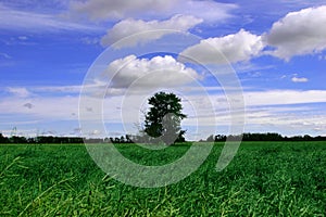 Blue Skies, Green Field and Tree