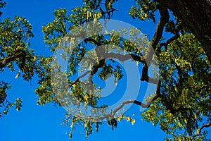 Blue Skies and Leafy Green Tree