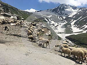 Blue skies and mountain range with local sheeps from Rohtang Manali.