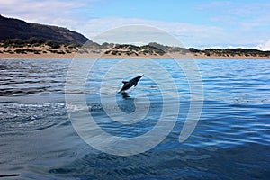 Dolphin jumping out of water in the ocean near beach