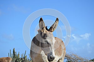 Blue Skies Surround this Beautiful Wild Donkey