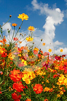 Blue Skies, White Clouds and Brilliant Wildflowers photo