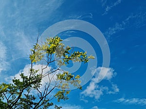 Blue skies, white clouds, trees, and spring days...