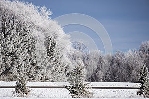Blue Skies and Winter Trees covered with Hoar`s Frost