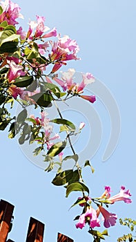 Blue sky Ã°Å¸ÅÂ¸ with pin flower