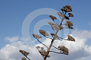 Blue sky above a nice tree in Greece Athens Landscape