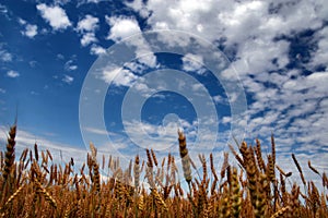 Blue sky above rye field