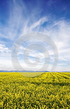 Blue sky against yellow field