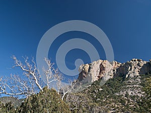 Blue sky and arid plants