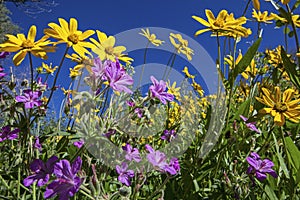 Blue sky with arnica wildflowers and geranium plants