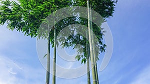 Blue sky atop a group of green bamboo in a natural forest park