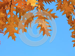 Blue sky and autumn leaves - autumn wallpaper